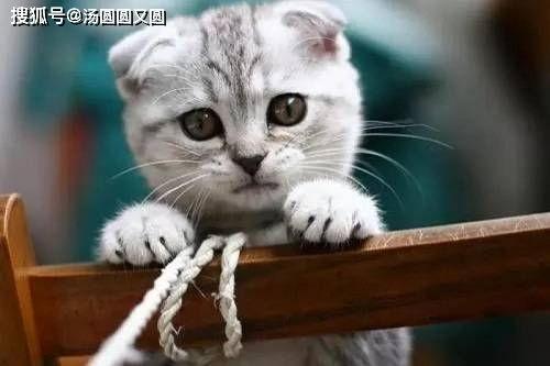 娱乐吃瓜君七七的折耳猫,娱乐吃瓜君的萌宠日常  第3张